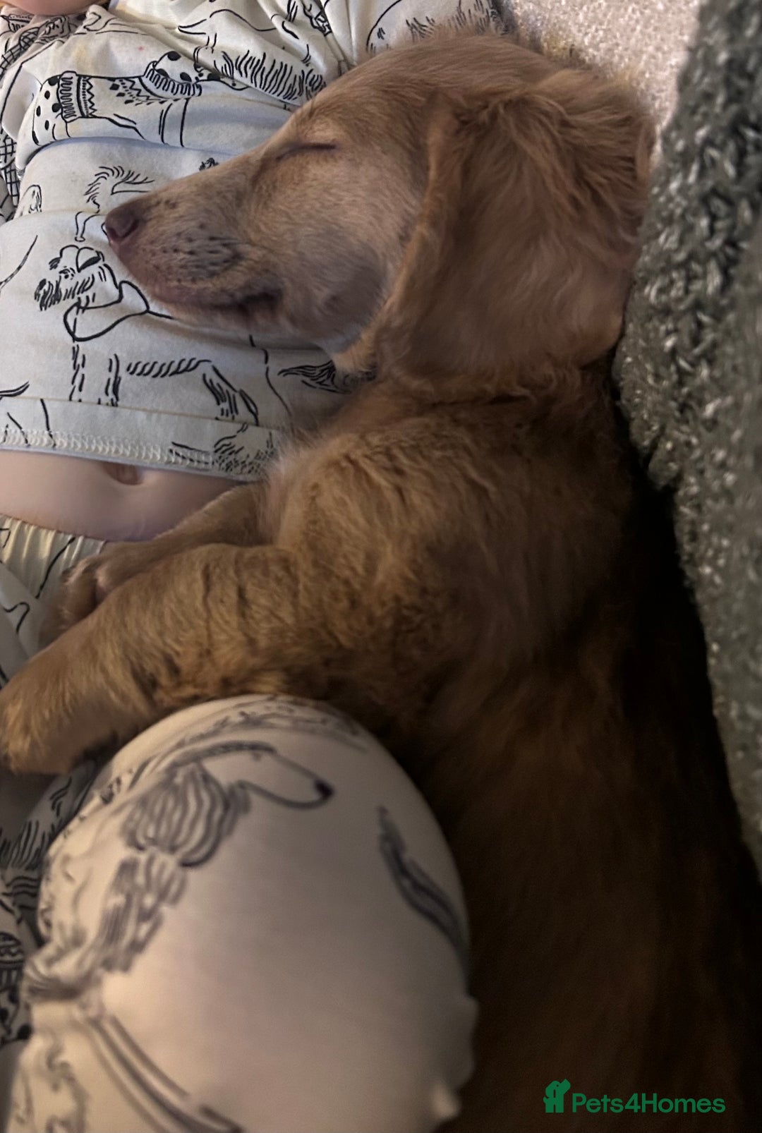 Miniature Dachshund dogs for sale: Long haired miniature dachshund - Advert 1