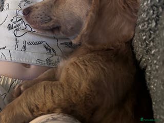 Miniature Dachshund dogs Long haired miniature dachshund - Advert 5