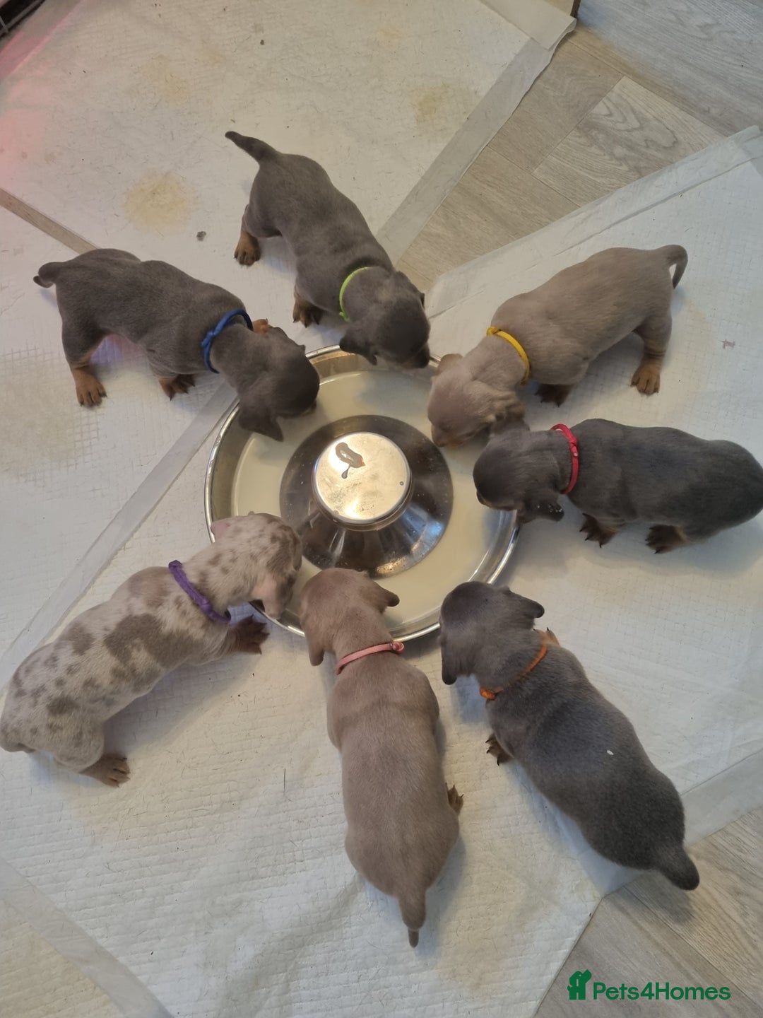 Dachshund dogs for stud: Kc Miniature smooth dacshund stud in Brierley Hill - Advert 7