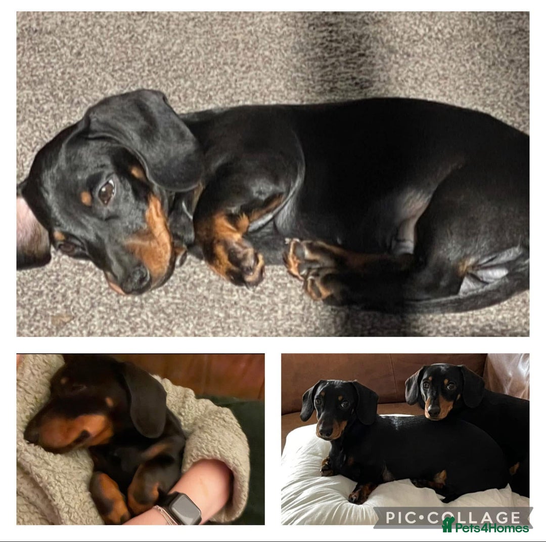 Miniature Dachshund dogs for sale: 2 mini daschunds looking for the perfect home - Image 3