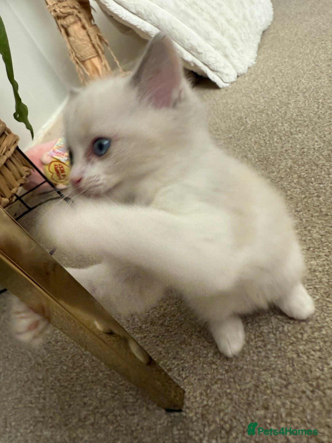 Ragdoll cats for sale: Blue bicolour babies 🐾 - Image 8