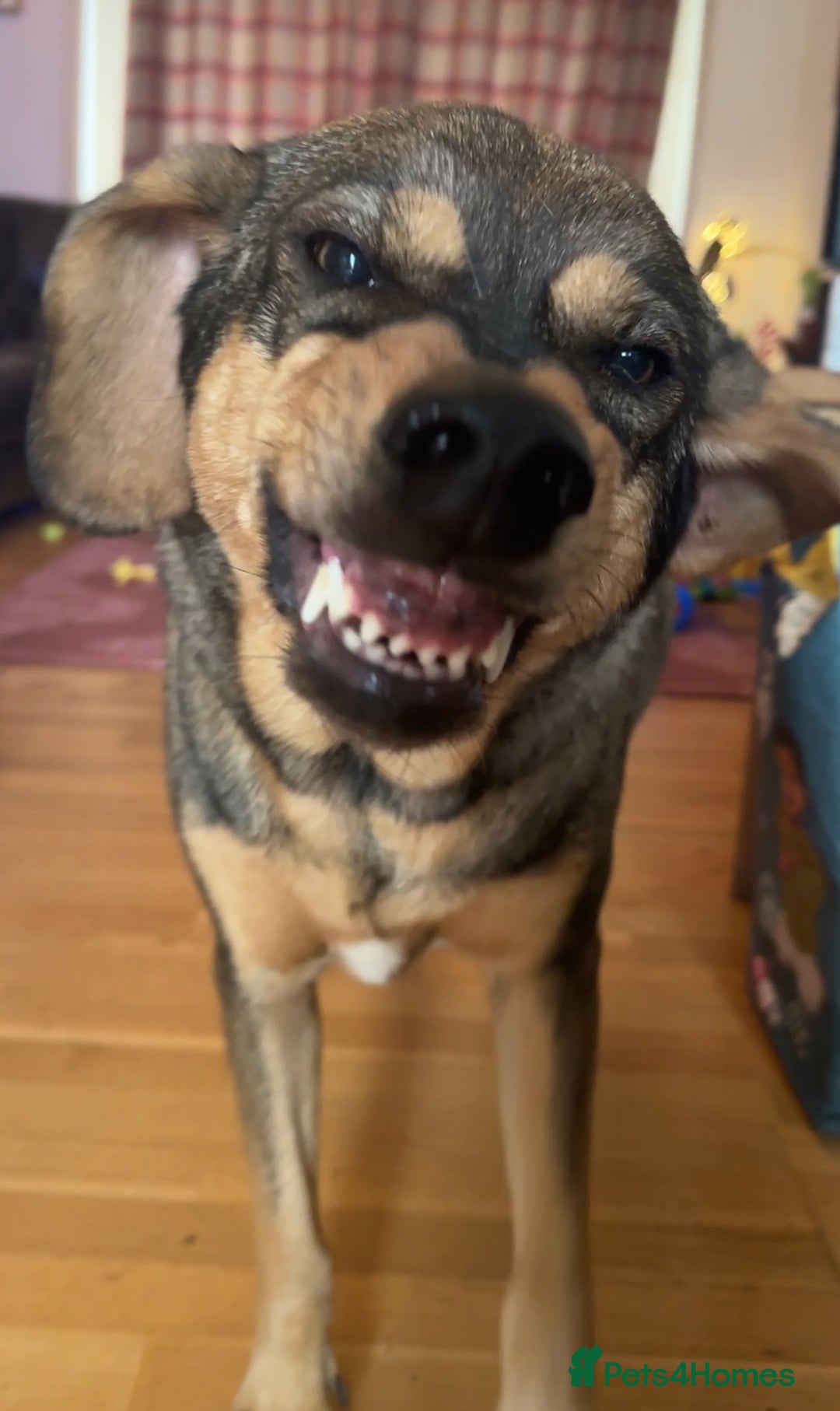Mixed Breed dogs for sale: Mixed breed rescue dog from Cyprus  - Image 4