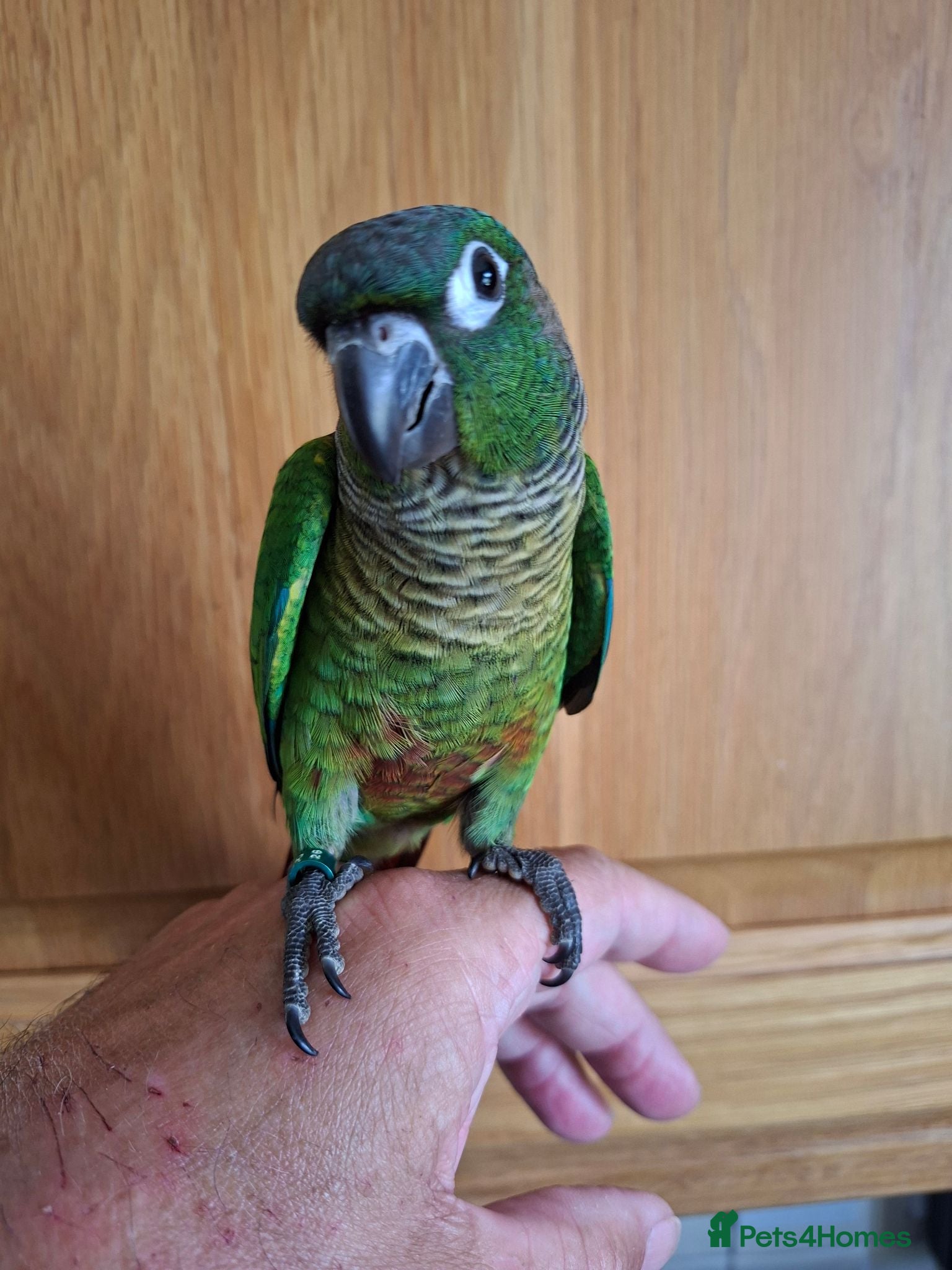 Conures birds Greencheek, and yellow sided conures  - Advert 21