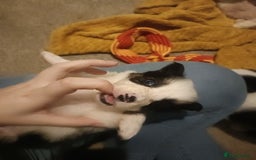 Border Collie dogs for sale: Border collie puppies  - Image 3