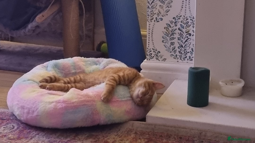 British Longhair cats for sale: Two beautiful ginger kittens for salekittens  - Image 2