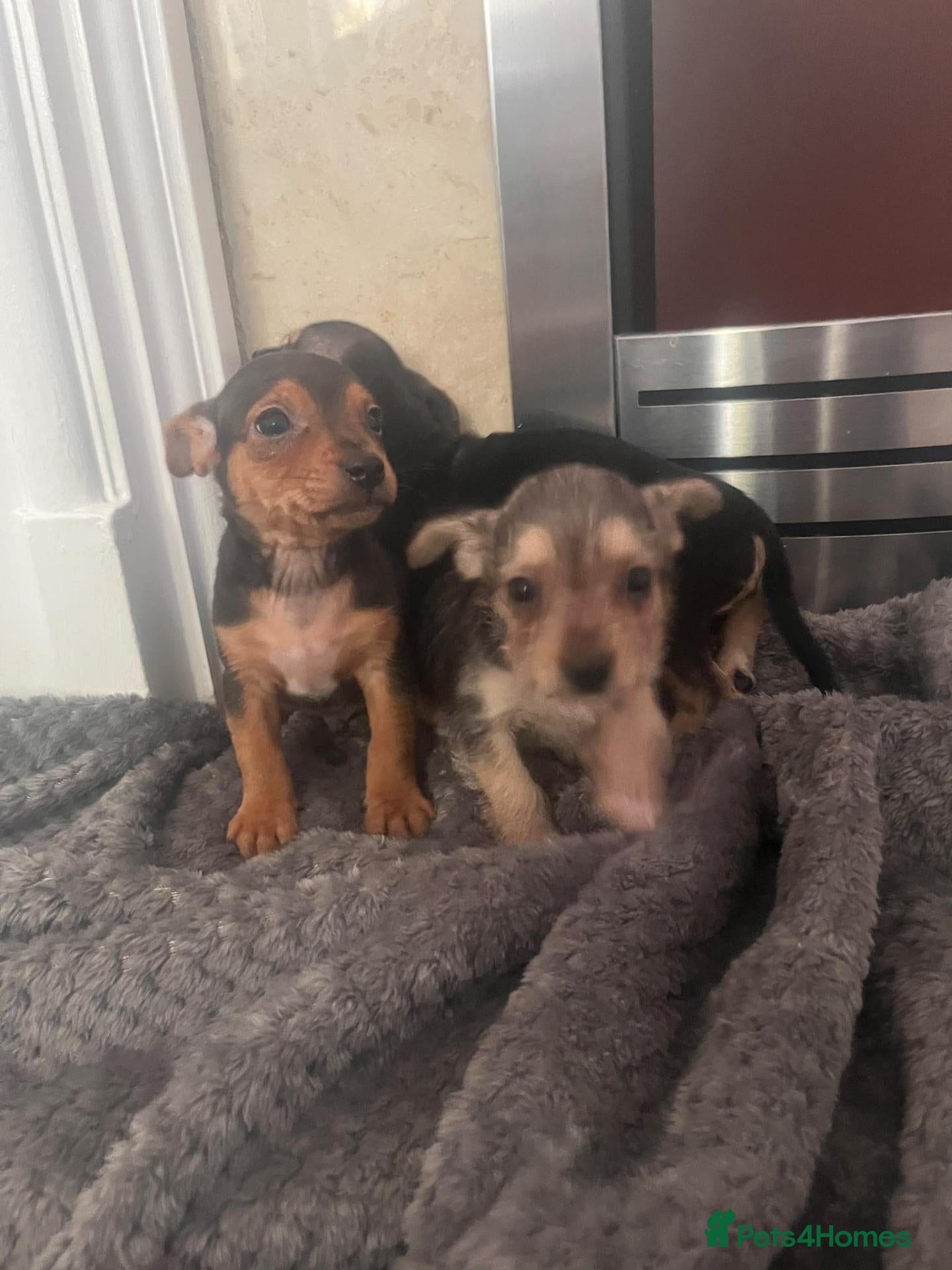 Mixed Breed dogs Yorkie x jack russle  - Advert 9