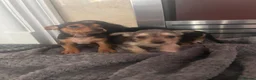 Mixed Breed dogs for sale: Yorkie x jack russle  - Advert 5