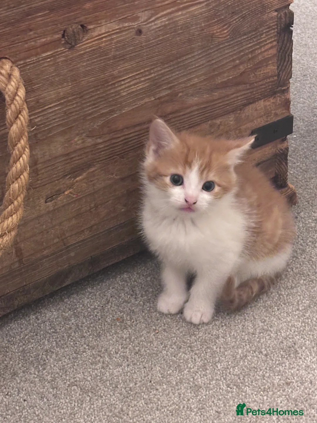 Mixed Breed cats for sale: Gorgeous moggy kittens for sale  - Advert 6