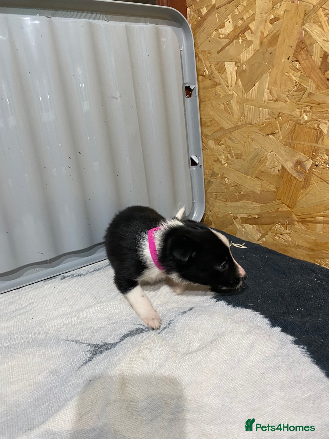 Border Collie dogs for sale: Beautiful border collie pups  - Advert 32