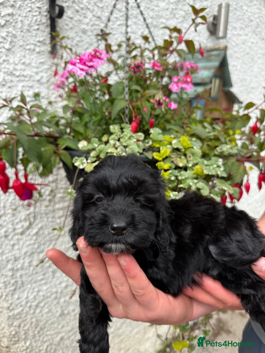 Cockapoo dogs for sale: Ready Now F1 Cockapoo girl - Advert 2