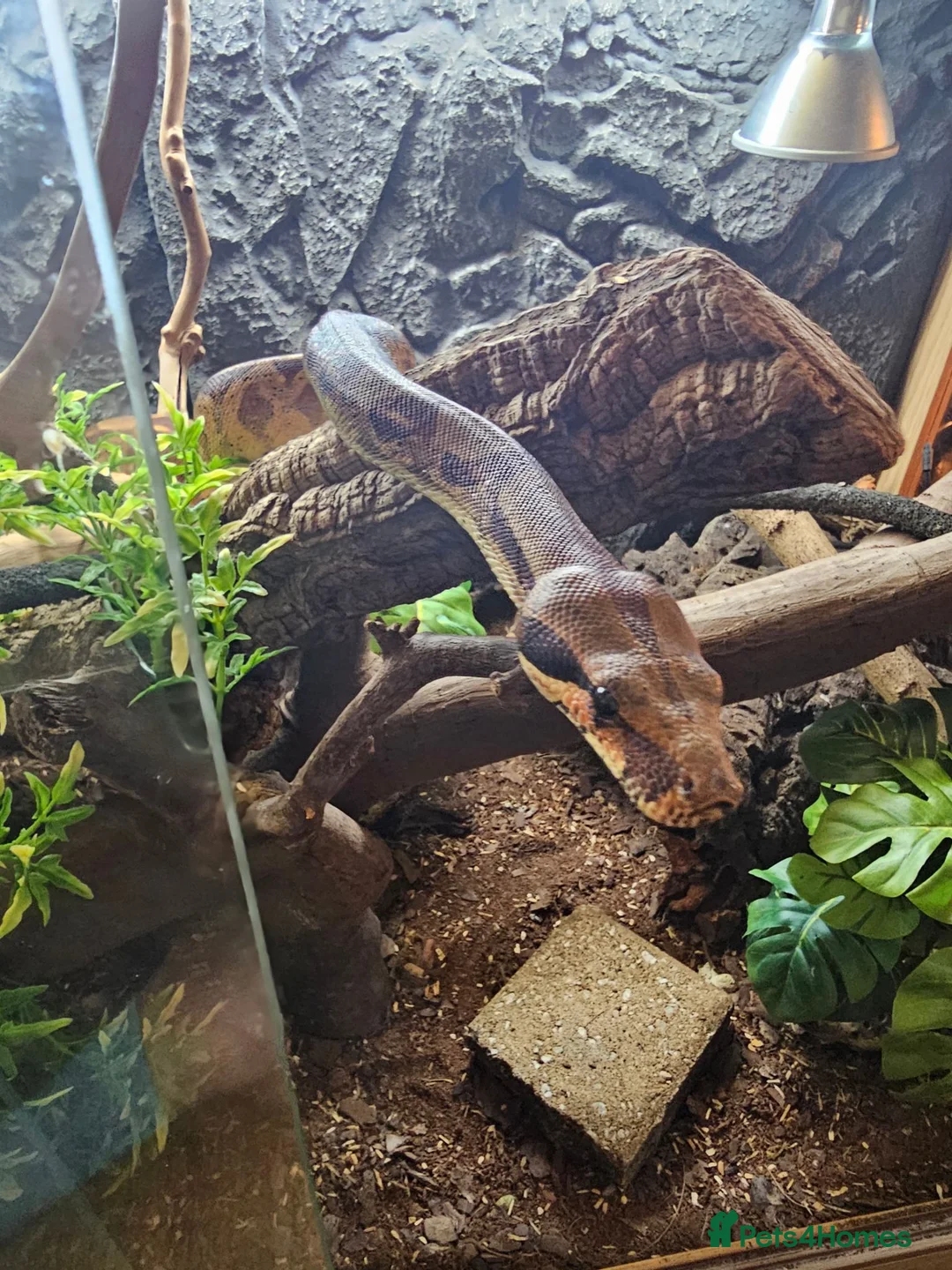 Boa Snake reptiles for sale: BCC female in Stoke-on-Trent - Advert 2