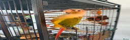Conures birds for sale: Pineapple conure  URGENT - Advert 1