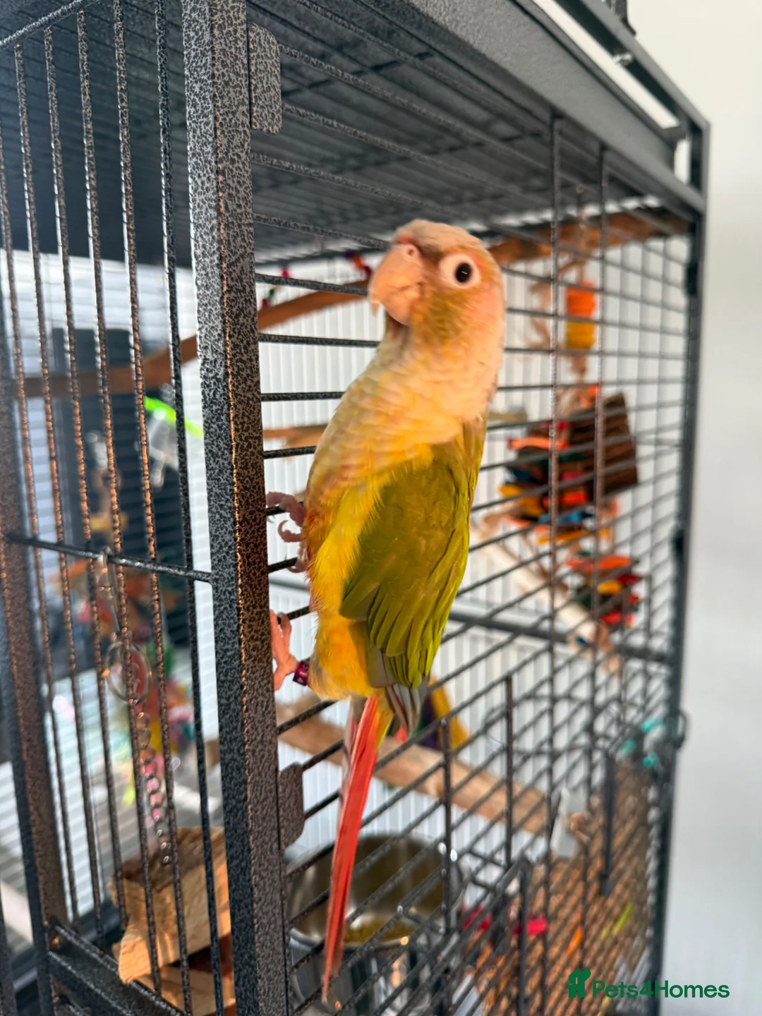 Conures birds for sale: Pineapple conure  URGENT - Advert 1