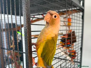 Conures birds Pineapple conure - Advert 2