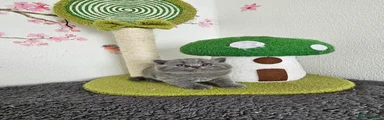 British Shorthair Kitten 3
