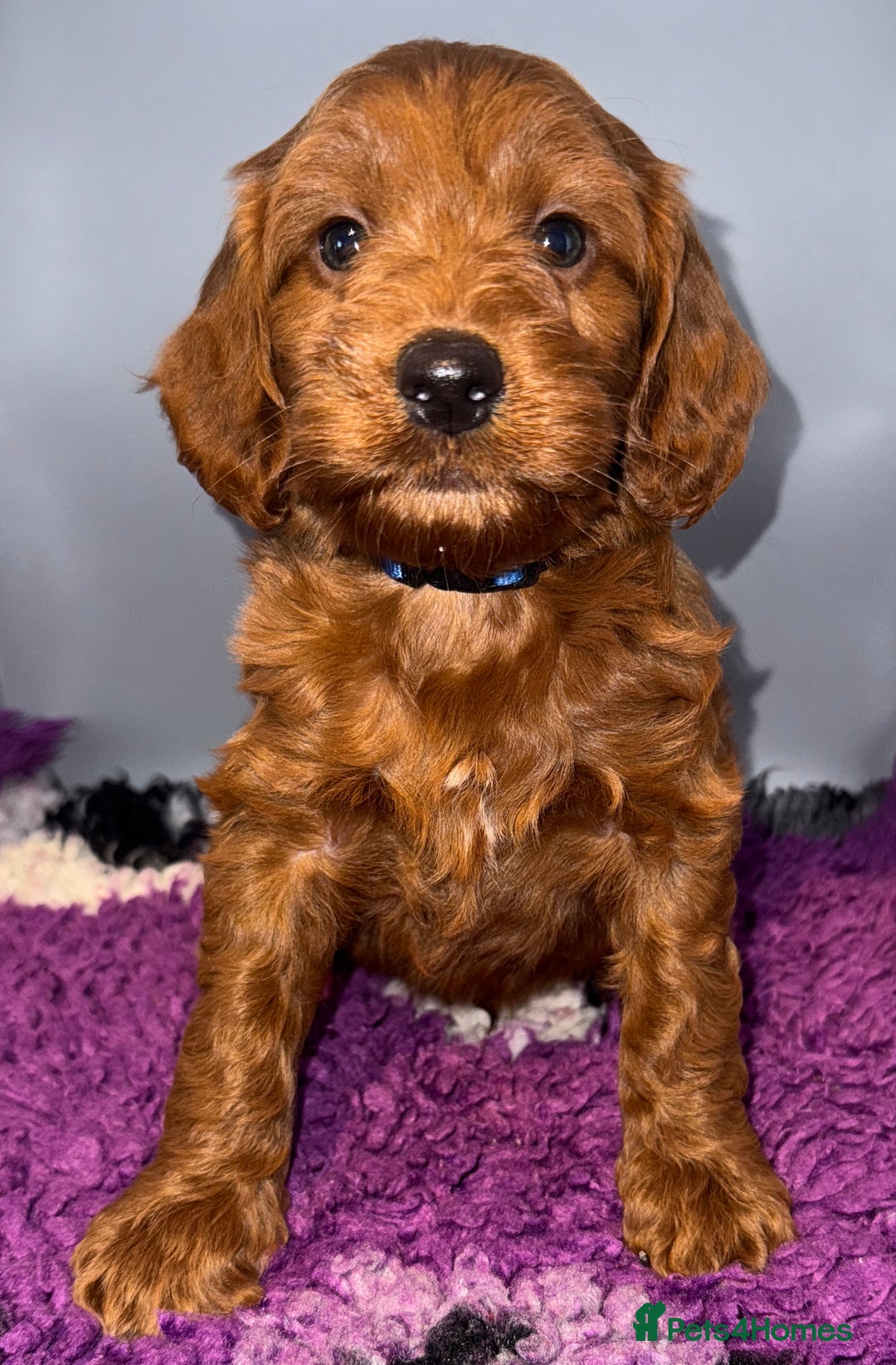 Cockapoo dogs for sale: Stunning F1 Cockapoo Puppies - Advert 7