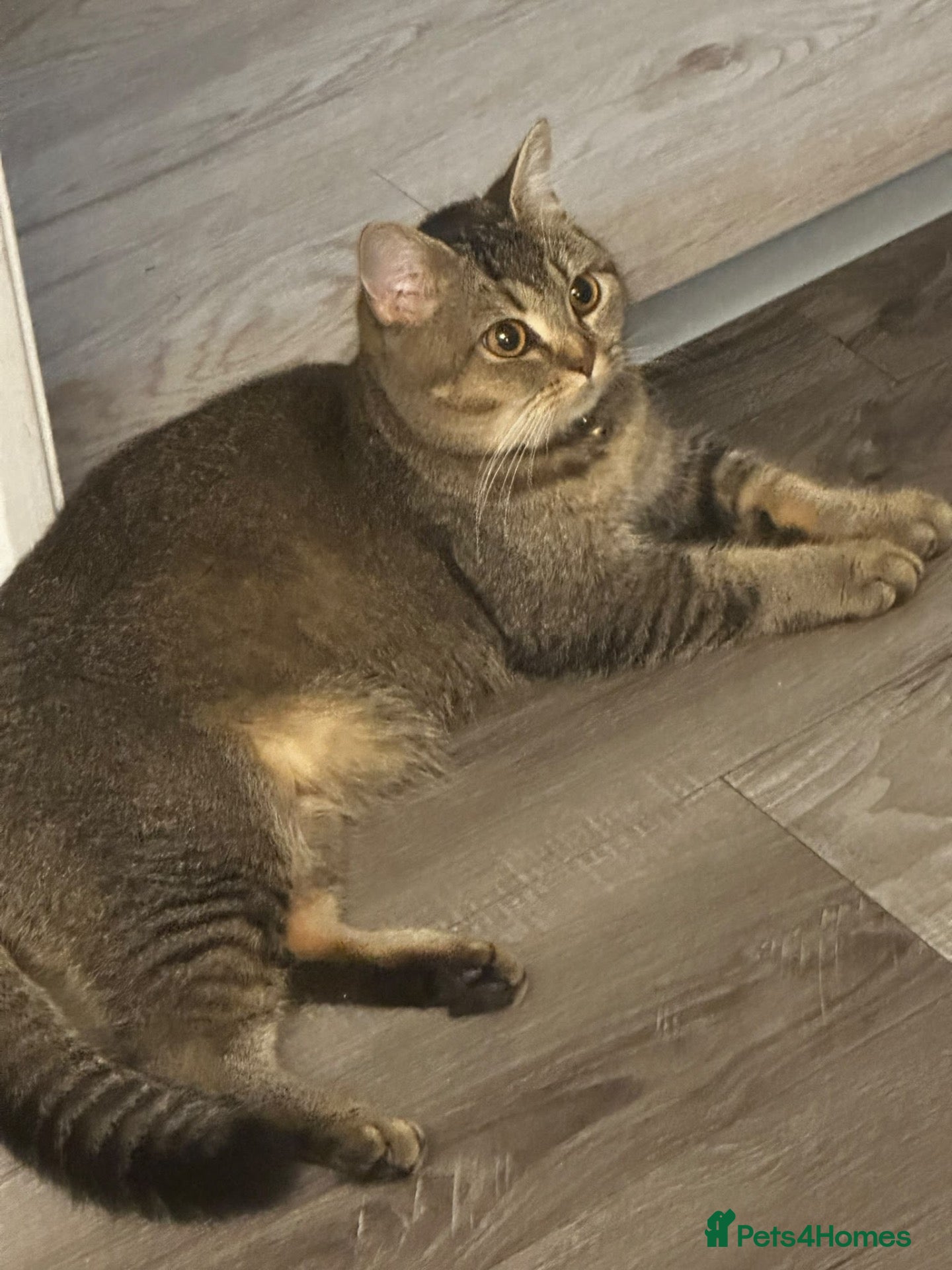 Mixed Breed cats for sale: British short haired cross - Advert 5