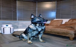 German Shepherd dogs for stud: Czech 🇨🇿 line german shepherd straight back stud - Image 1