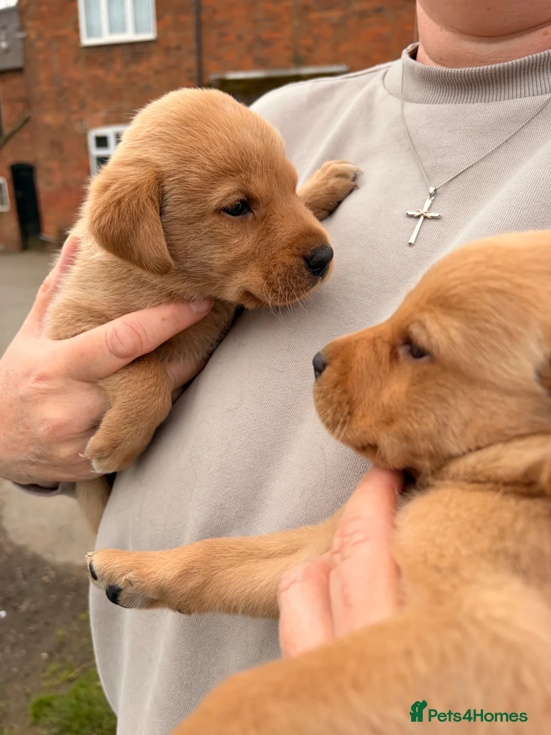 Labrador Retriever dogs for sale: Beautiful Labrador Puppies - Advert 1