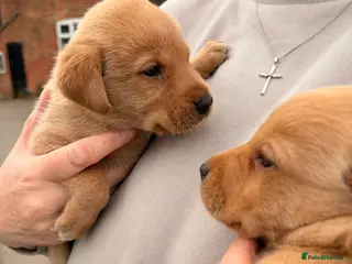 Labrador Retriever dogs Beautiful Labrador Puppies - Advert 2