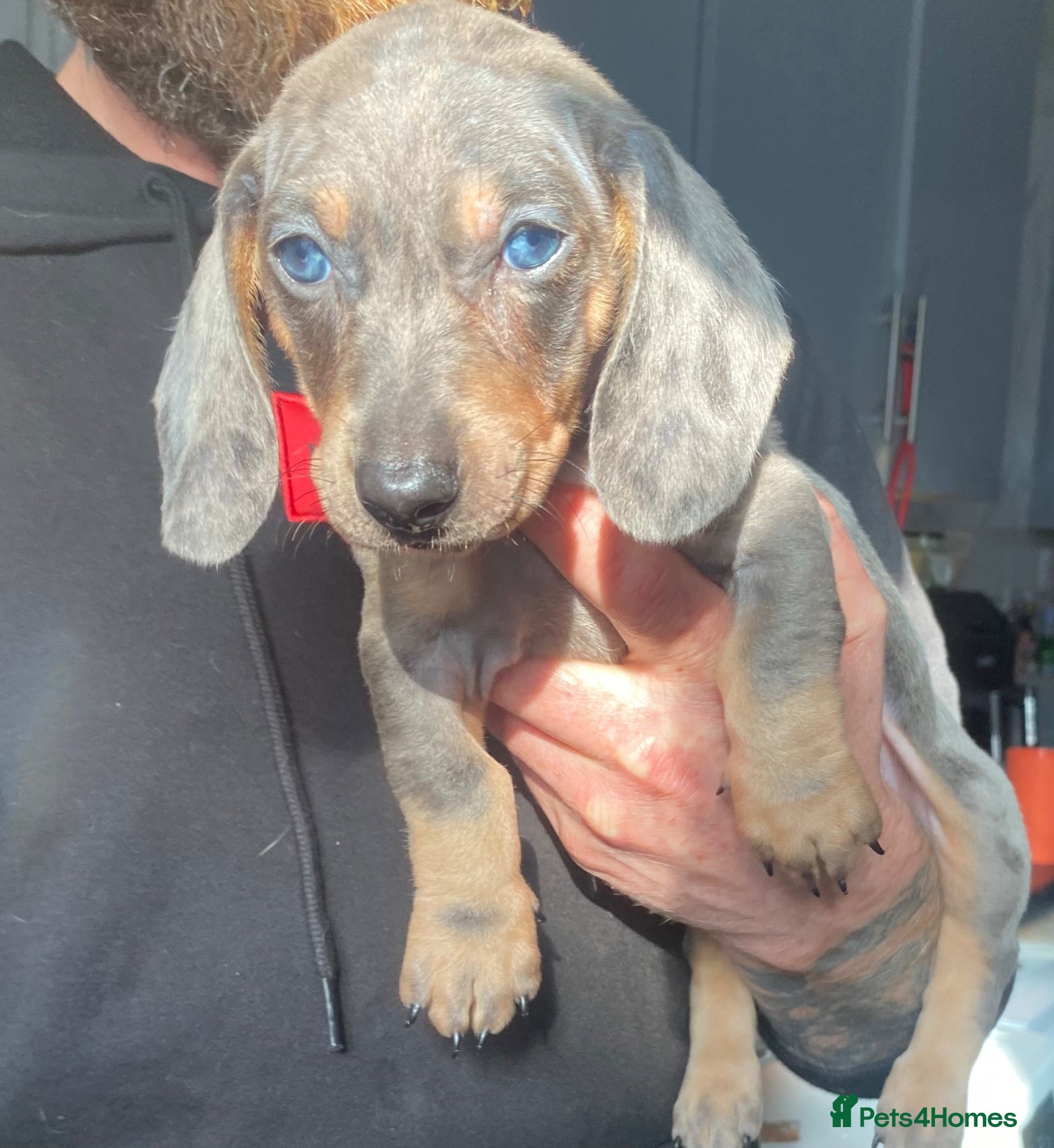 Dachshund dogs Tri silver dapple dachshunds ❤️ - Advert 2