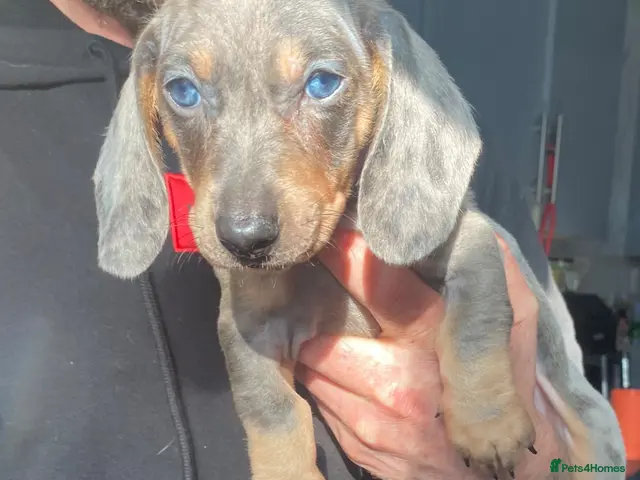 Dachshund dogs Tri silver dapple dachshunds ❤️ - Advert 14