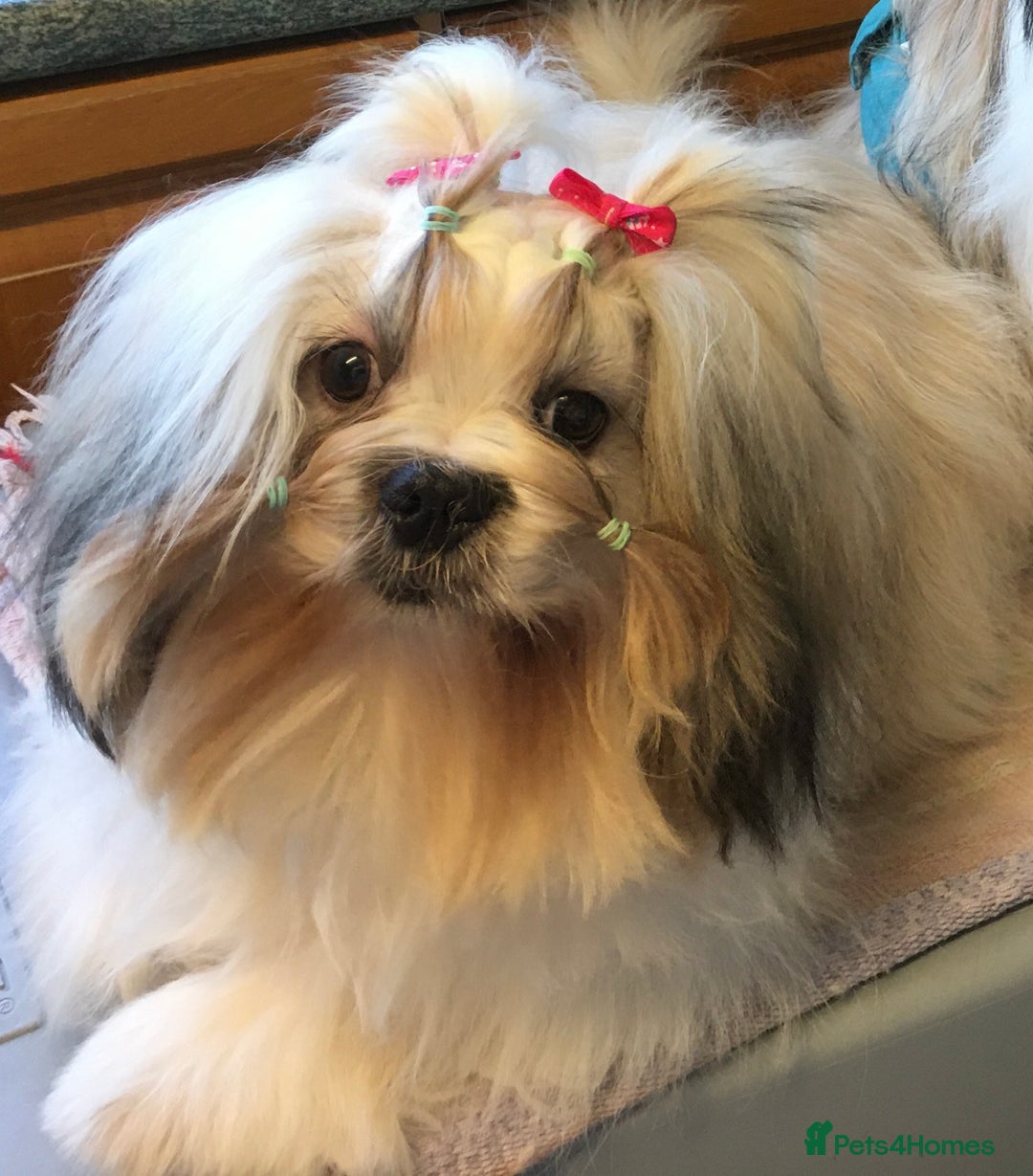 Shih Tzu dogs for sale: Angel’s Shih zhus  - Image 22