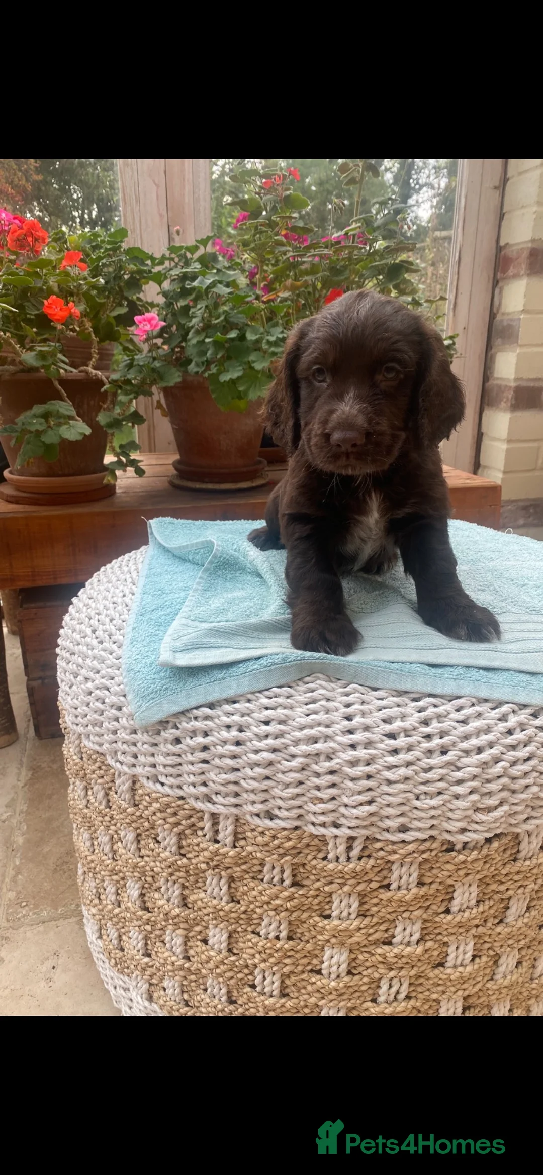 Cocker Spaniel dogs for sale: Two handsome chocolate brown and golden males  - Advert 2
