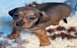 Dachshund dogs for sale: Miniature Smooth Haired Dachshund - Image 4