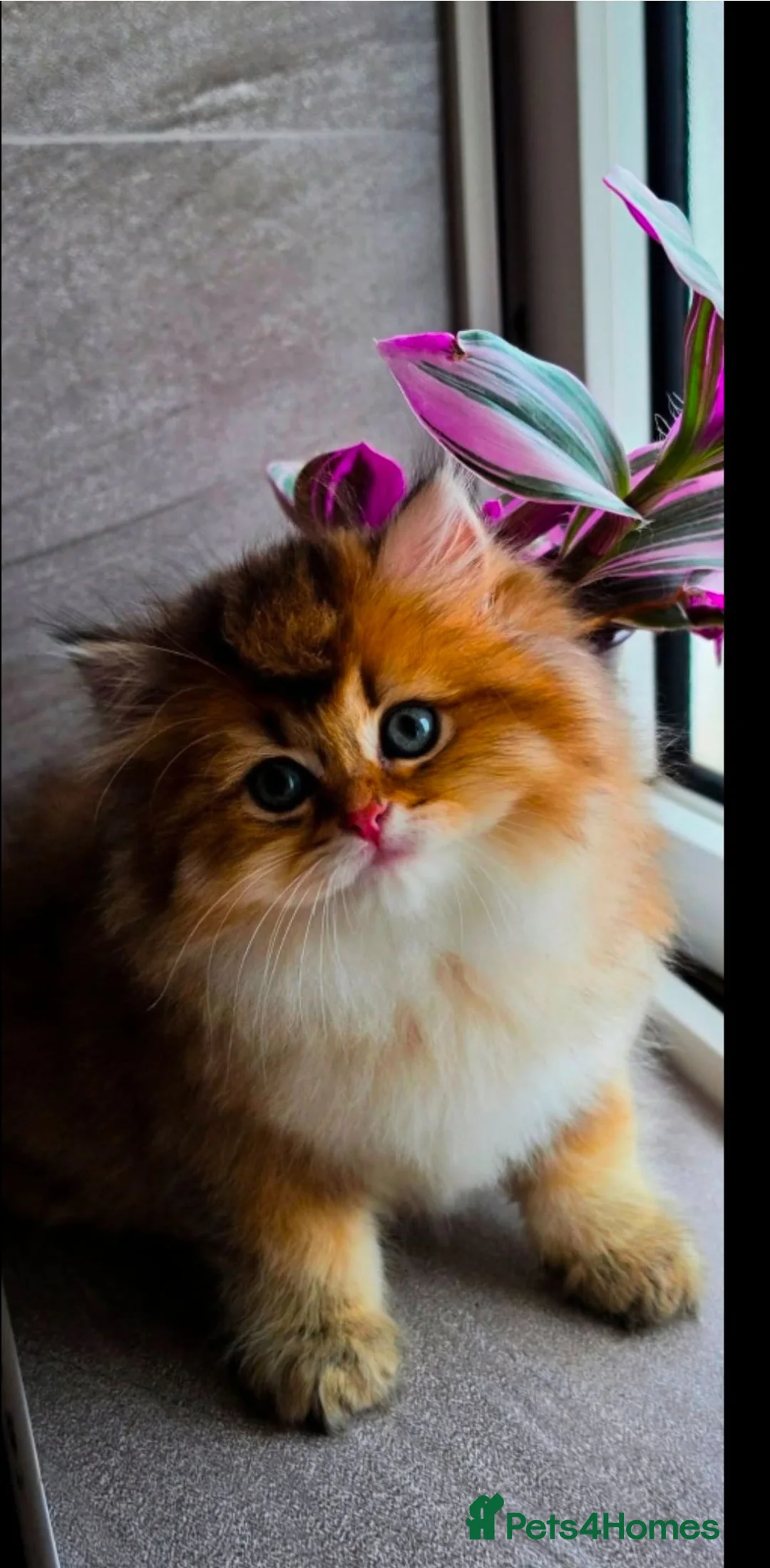 British Shorthair cats for sale:  ✨ Golden British Longhair Female ✨ - Advert 1
