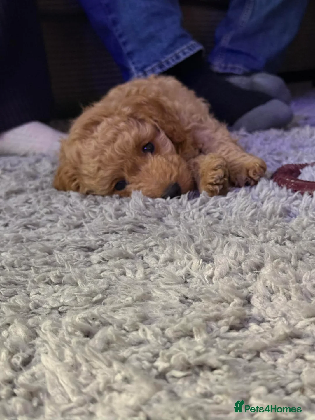 Cockapoo dogs for sale: Baby boy cockapoo  - Advert 7