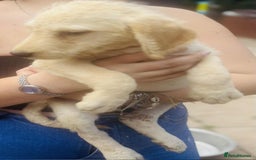 Labradoodle dogs for sale: F1 labradoodle puppies  - Image 1