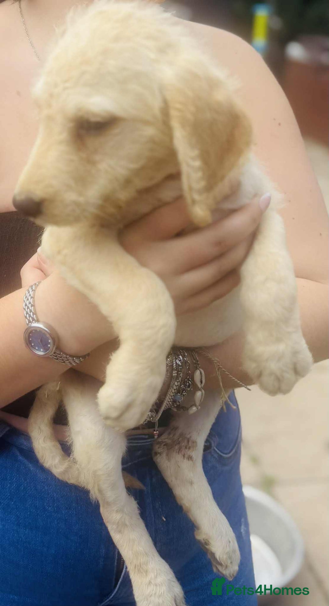 Labradoodle dogs for sale: F1 labradoodle puppies  - Image 1