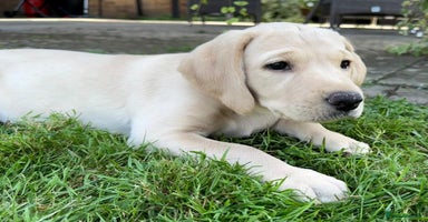 Labrador Retriever dogs - Advert 5