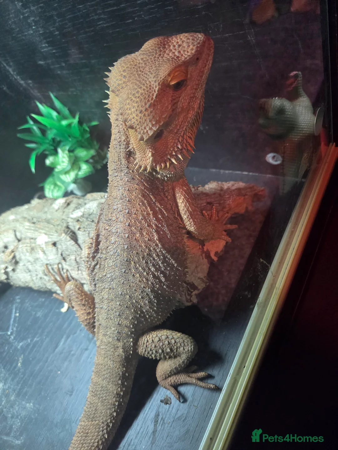 Bearded Dragon reptiles for sale: Male bearded dragon  - Advert 5