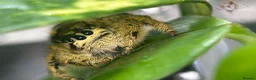 Spiders invertebrates for sale: Hyllus Diardi, eyelash jumping spider p&P included - Advert 3