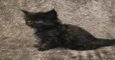 Maine Coon cats - Advert 14