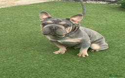 French Bulldog dogs for sale: KC Reg lilac & tan velvet French Bulldog - Image 10