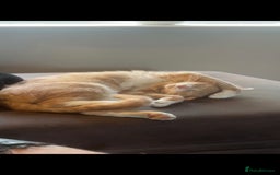 Mixed Breed cats for sale: Beautiful female young cat  - Image 1