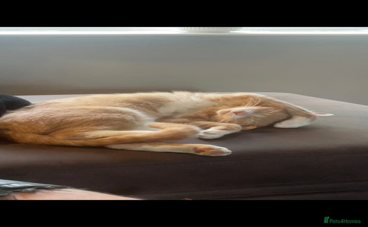 Mixed Breed cats - Advert 3