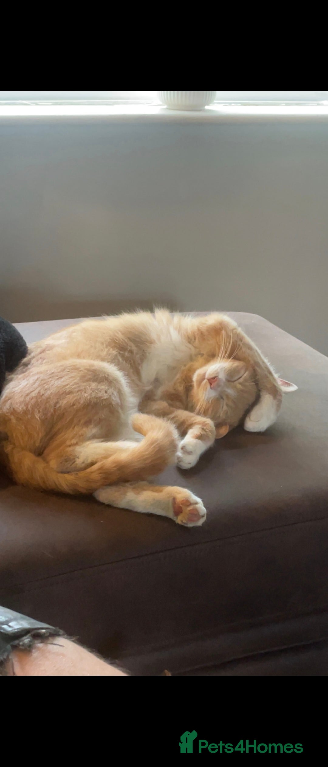 Mixed Breed cats for sale: Beautiful female young cat  - Image 1