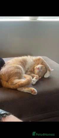 Mixed Breed cats - Advert 16