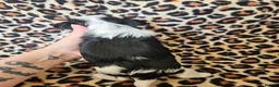 Yorkshire Terrier dogs for sale: DNA tested parents Biewer and Ocean Pearl puppies - Advert 9