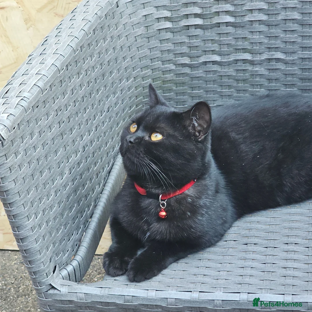 British Shorthair cats for stud: STUD DUTIES - Advert 18