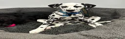Dalmatian dogs for sale: Dalmatian looking for his new home  - Advert 8