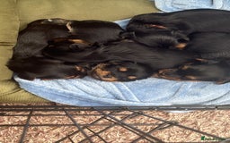 Yorkshire Terrier dogs for sale: Yorkshire terrier puppy  - Advert 13