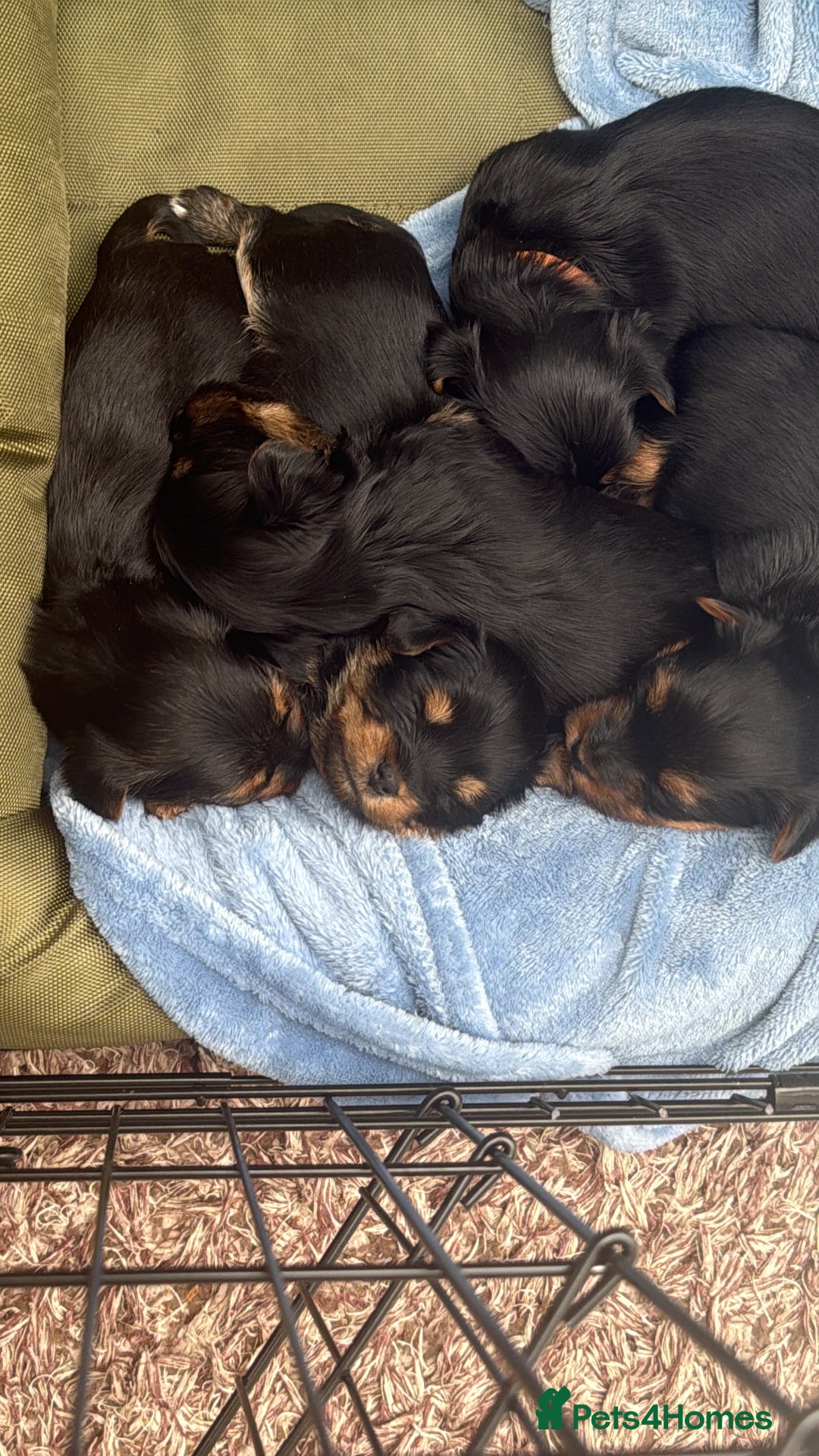 Yorkshire Terrier dogs for sale: Yorkshire terrier puppy  - Advert 13