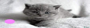 British Shorthair Kitten 2