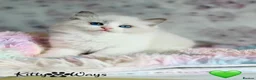 Ragdoll cats for sale: 🐾🩷*TICA REG* EU RAGDOLL KITTENS🌟 DNA CLEAR 🩵🐾 - Advert 6