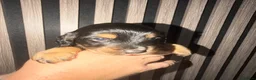 Cocker Spaniel dogs for sale: Cocker Spaniel Puppies  in Ashford - Advert 15